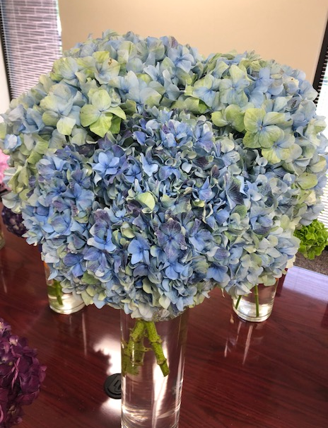 Hydrangea Antique Blue – DVFlora®