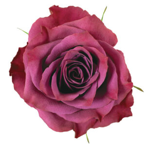 Rose Purple Ascot