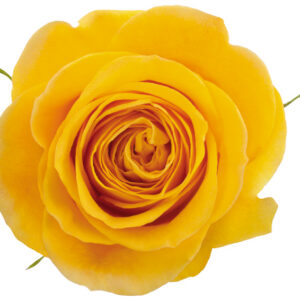 Rose Yellow Brighton
