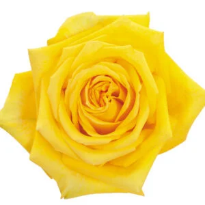Rose Yellow Caribia