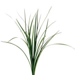 Lily Grass