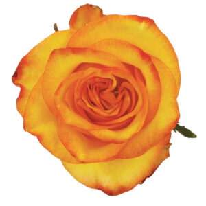 Rose Yellow High And Yellow Magic