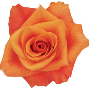 Rose Orange Milva