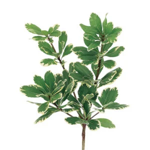 Pittosporum Niagra