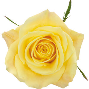Rose Yellow Skyline