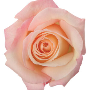 Rose Light Pink Anna