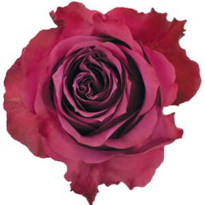 Rose Purple Blueberry