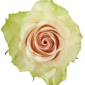 Rose Green Cava