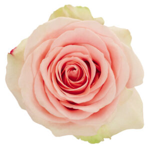 Rose Peach Chablis