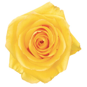 Rose Yellow Deja Vu
