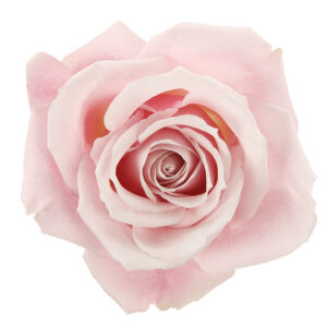 Rose Light Pink Sweet Eskimo