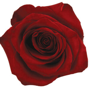Rose Red Explorer
