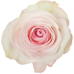 Rose Light Pink Grateful