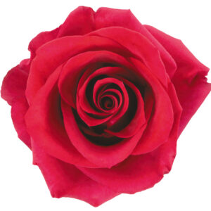 Rose Pink Hot Paris