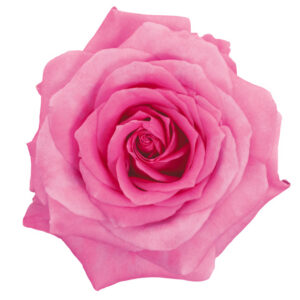 Rose Hot Pink Impression