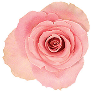 Rose Pink Katharina