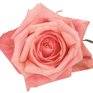 Rose Pink Marlyse