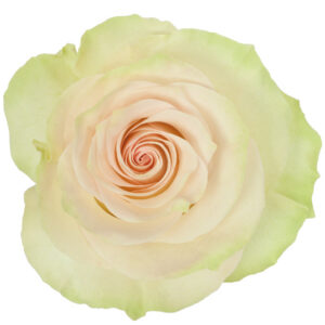 Rose Green Marzipan