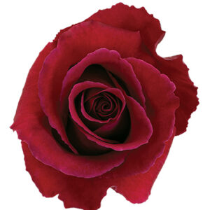 Rose Hot Pink Mata-Hari