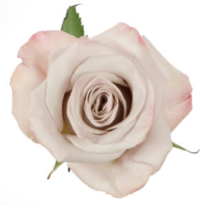 Rose Lavender Menta