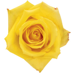 Rose Yellow Mohana