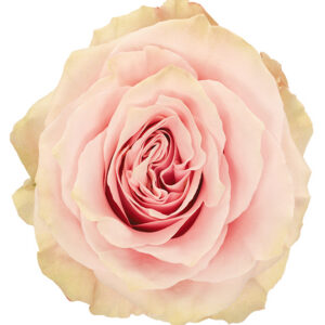 Rose Pink Mondial
