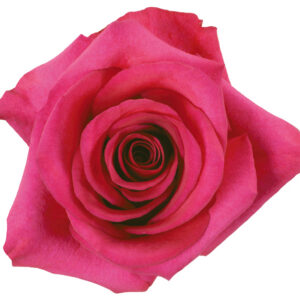 Rose Hot Pink Pizzazz