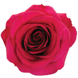 Rose Hot Pink Queenberry