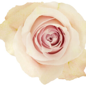 Rose Lavender Rememberance