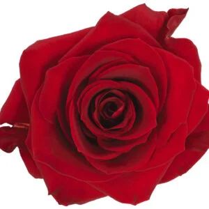 Rose Red Scarlatta