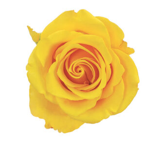 Rose Yellow Sonrisa