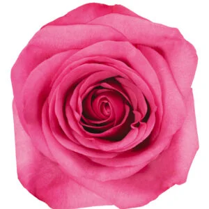 Rose Hot Pink Stiletto