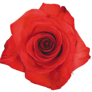 Rose Orange Throne