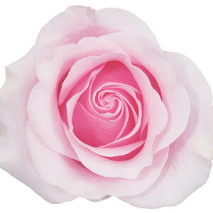 Rose Light Pink Titanic