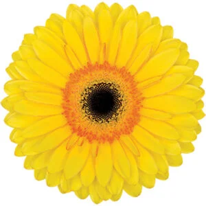 Gerbera Yellow Apollo (Dark Center)