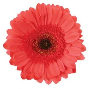 Gerbera Pink Aqua Melon (Dark Center)
