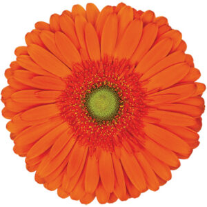 Gerbera Orange Atlanta (Light Center)