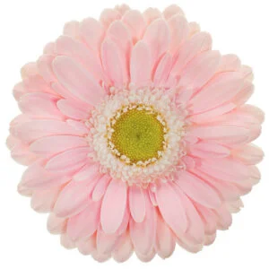 Gerbera Mini Pink-Light Babble (Light Center)