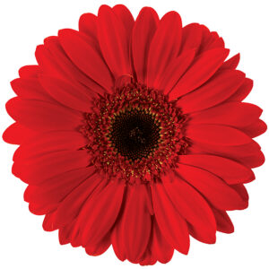 Gerbera Red Blind Date (Dark Center)