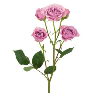 Roses Spray Lavender Blue Moon