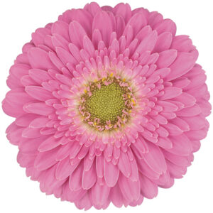 Gerbera Mini Pink Bonus (Light Center)