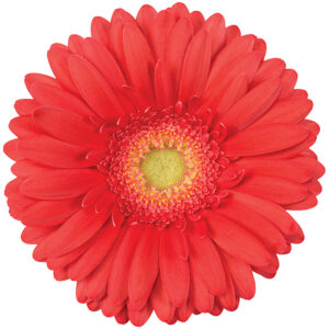 Gerbera Coral Broadway (Light Center)