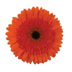 Gerbera Orange Candella (Dark Center)