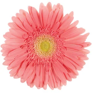 Gerbera Pink Cantaro (Light Center)