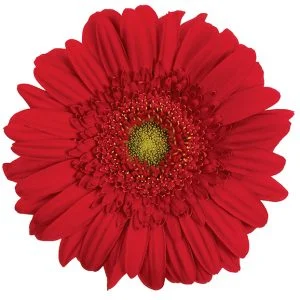 Gerbera Red Carambole (Light Center)