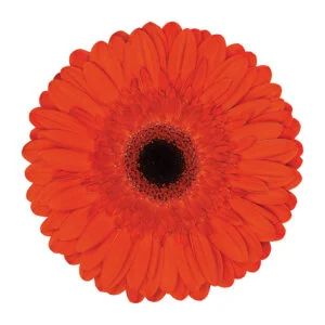 Gerbera Orange Castle (Dark Center)