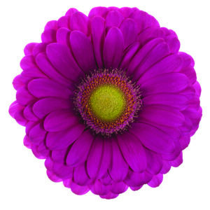 Gerbera Pink-Hot Celebrations (Light Center)