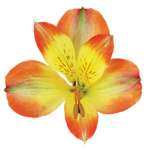 Alstroemeria Bicolor Yellow Climax
