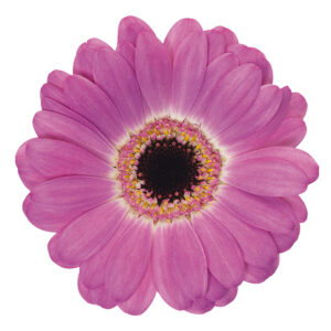 Gerbera Mini Purple Coolio (Dark Center)
