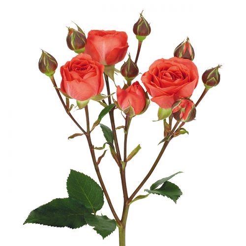 Roses Spray Salmon Coral Duchess – DVFlora